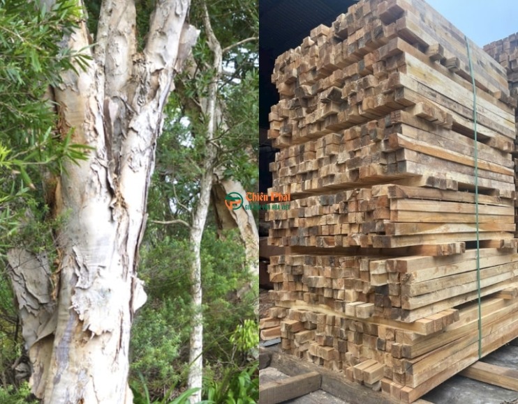 gỗ tràm có nguồn cung ổn định trên thị trường